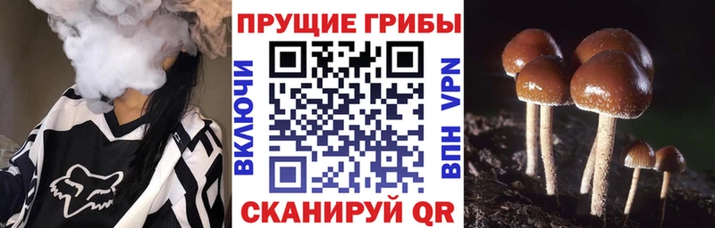 Псилоцибиновые грибы GOLDEN TEACHER  закладки  omg как зайти  Чекалин 